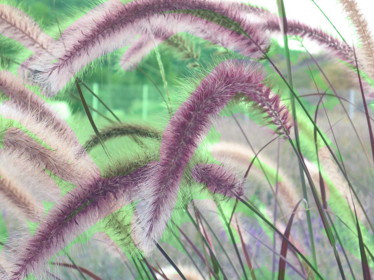 Decorative Grasses in Colorado: A Comprehensive Guide